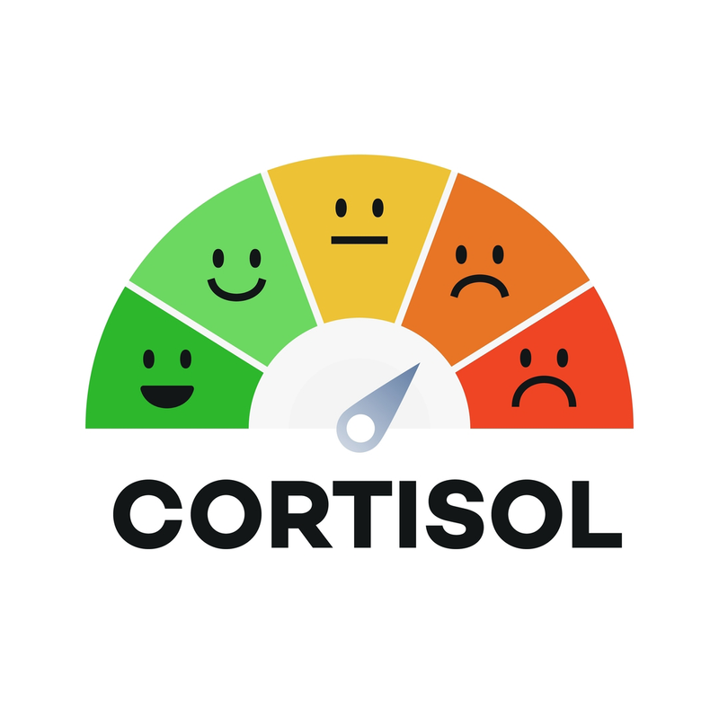 Is Your Cortisol Level Normal? Hidden Signs Your Stress Hormone Is Out of Balance